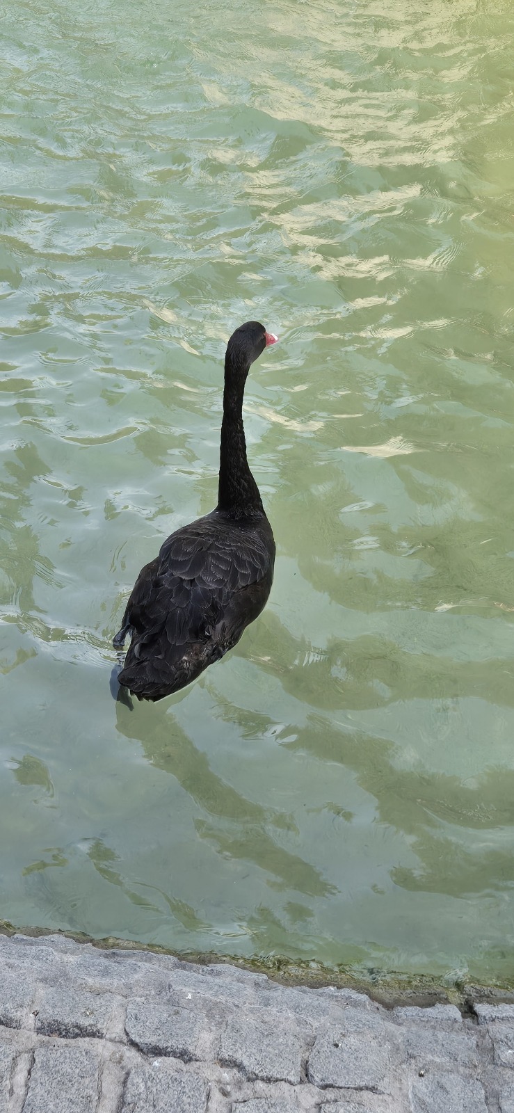 Анкара и лебеди