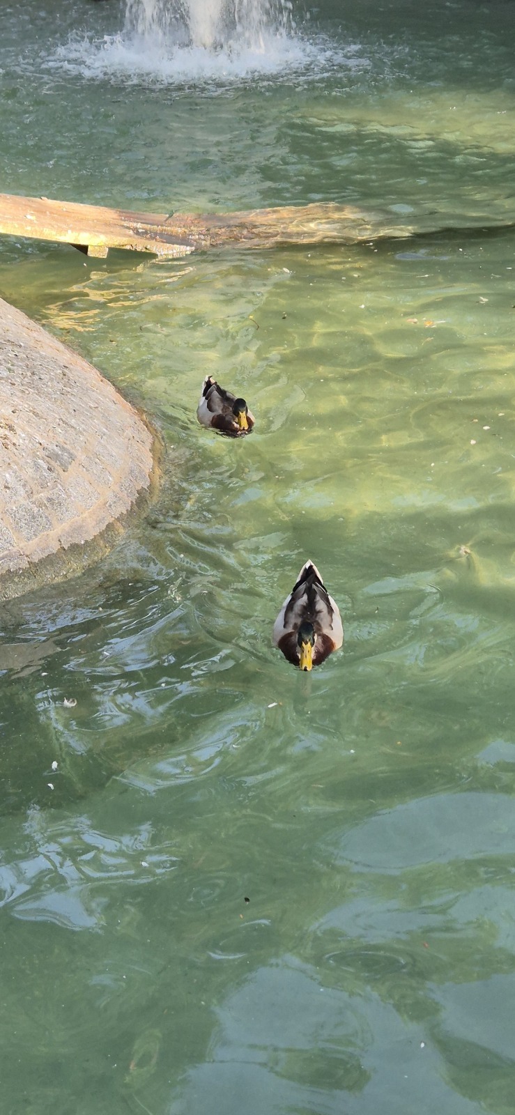 Анкара и лебеди