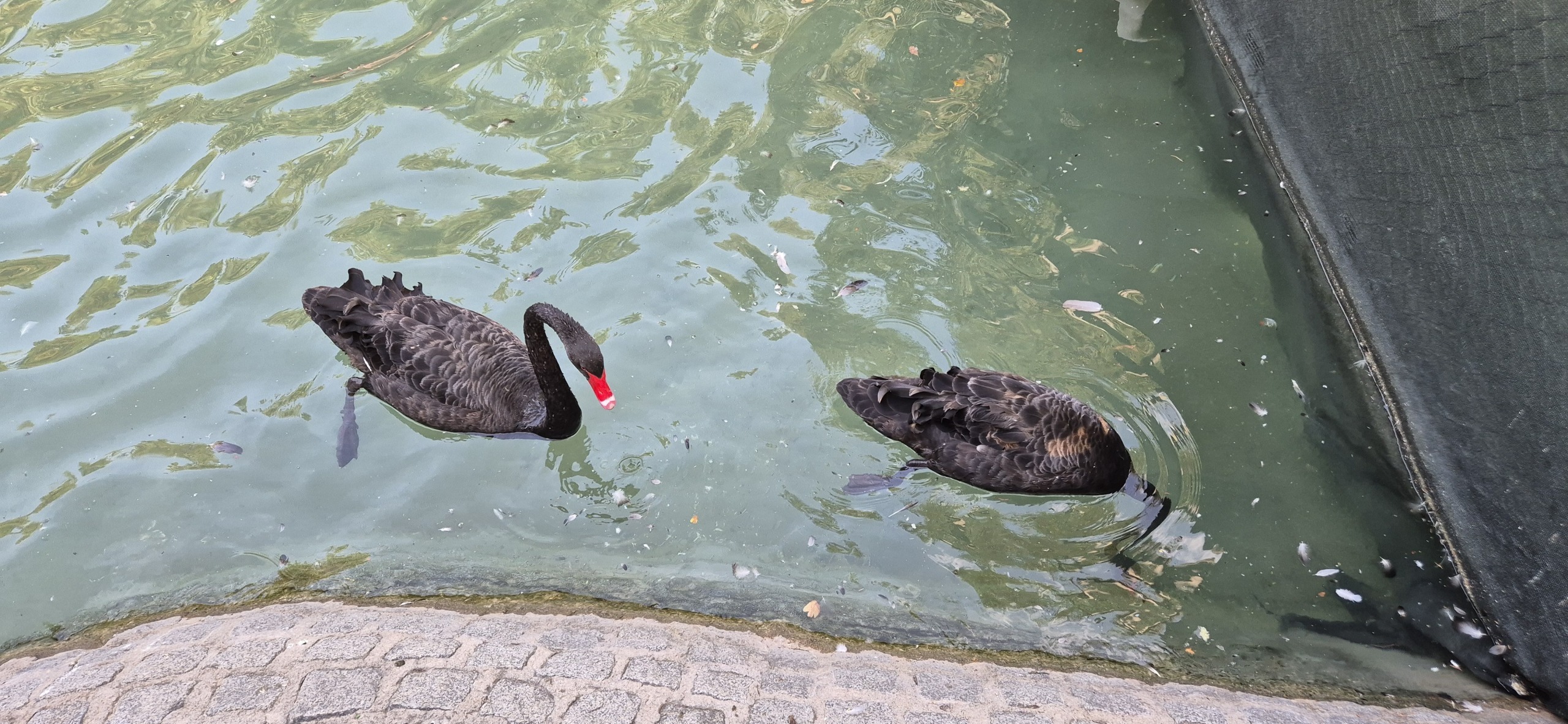 Анкара и лебеди