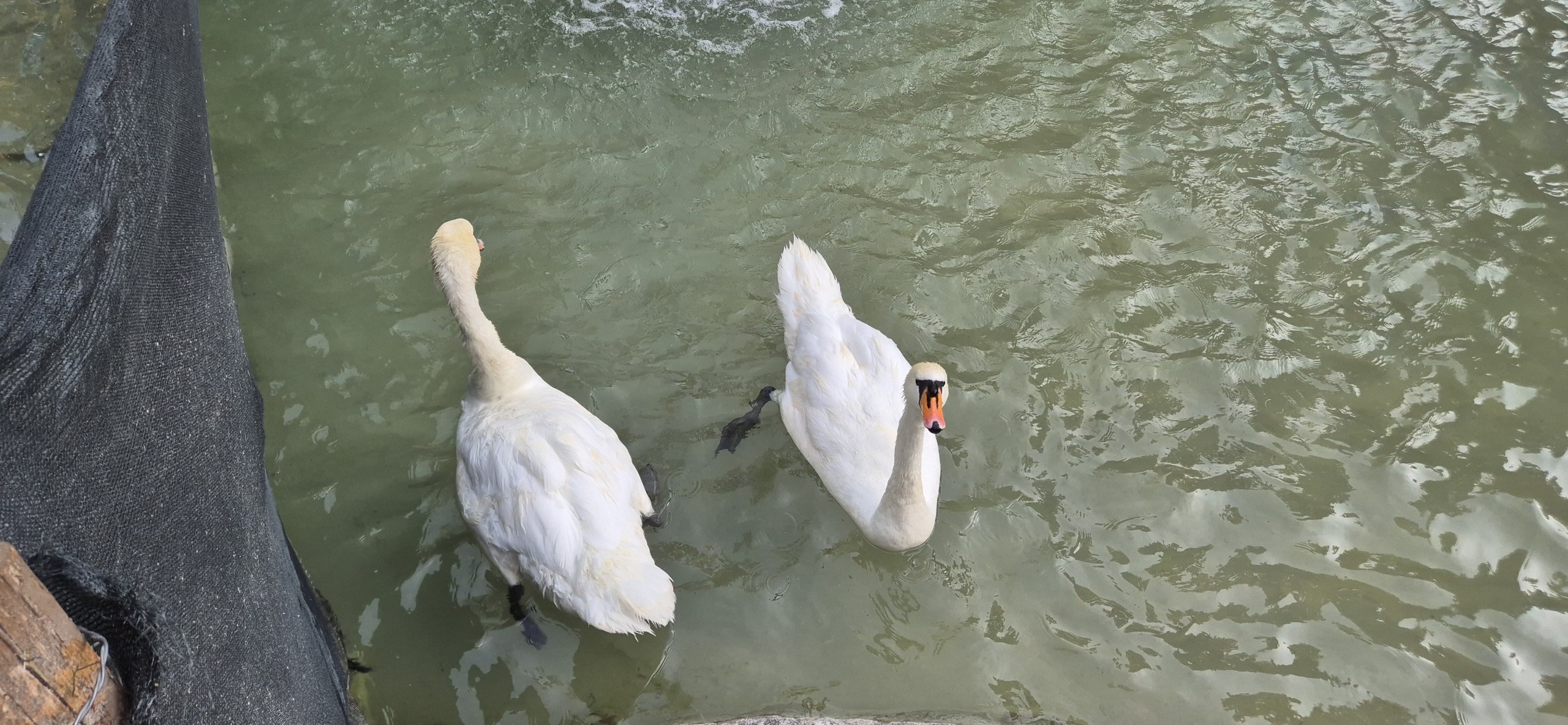 Анкара и лебеди