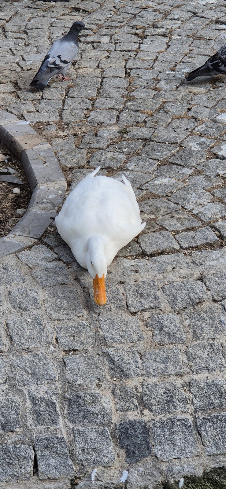 Анкара и лебеди