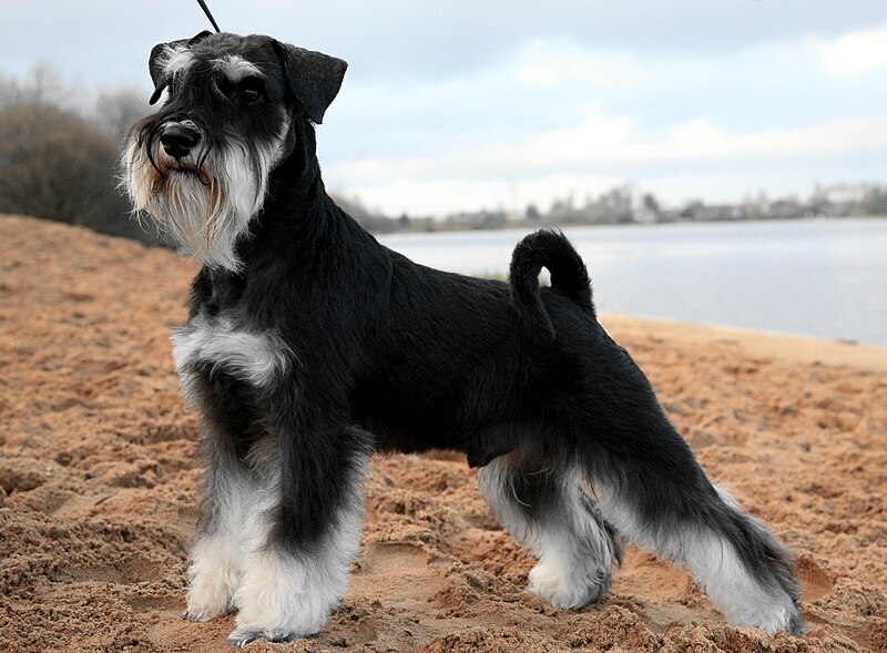 Количество домашних животных в одной квартире ограничит новый закон