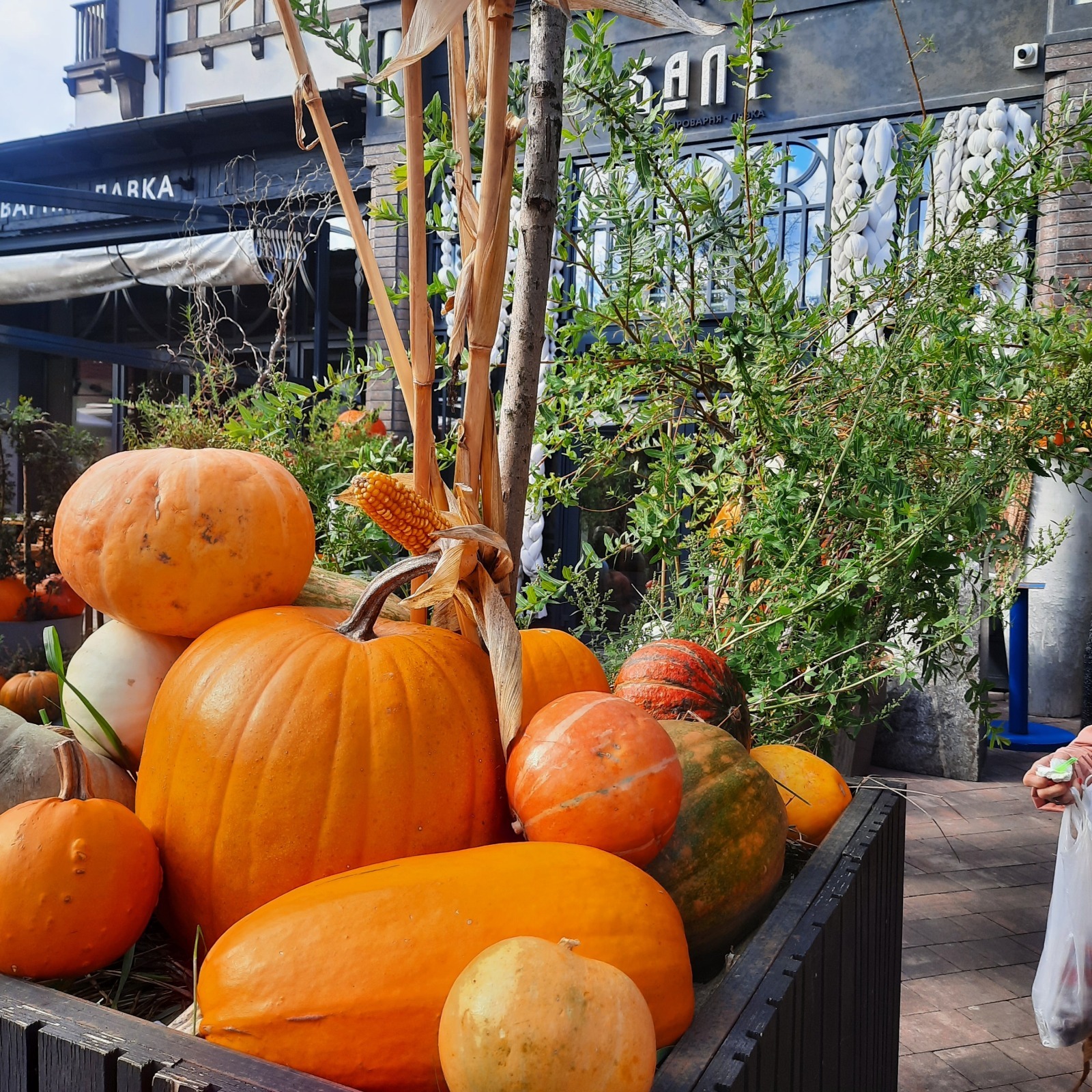 Хобби,на которое мне не жалко денег. Игры Квиз Плиз.