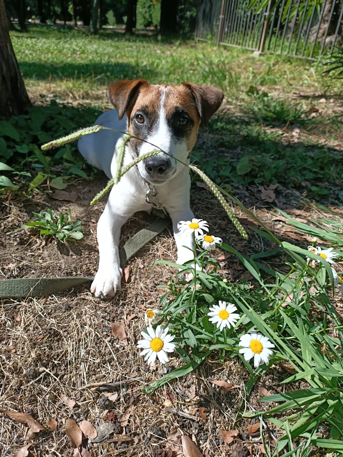 Впервые в России: москвичку оштрафовали за неубранную собачью мочу!