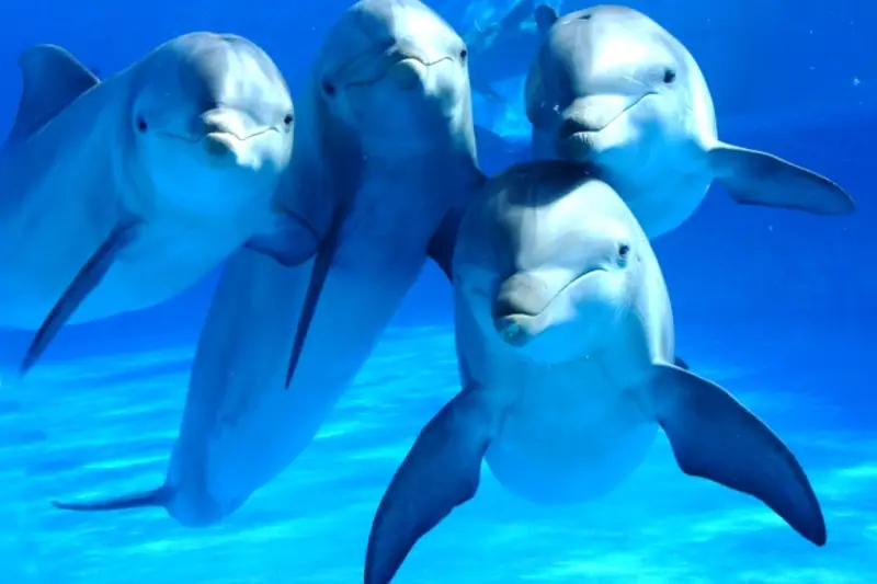 В мозге 20 погибших дельфинов обнаружили токсин в концентрации, превышающей норму в 2900 раз