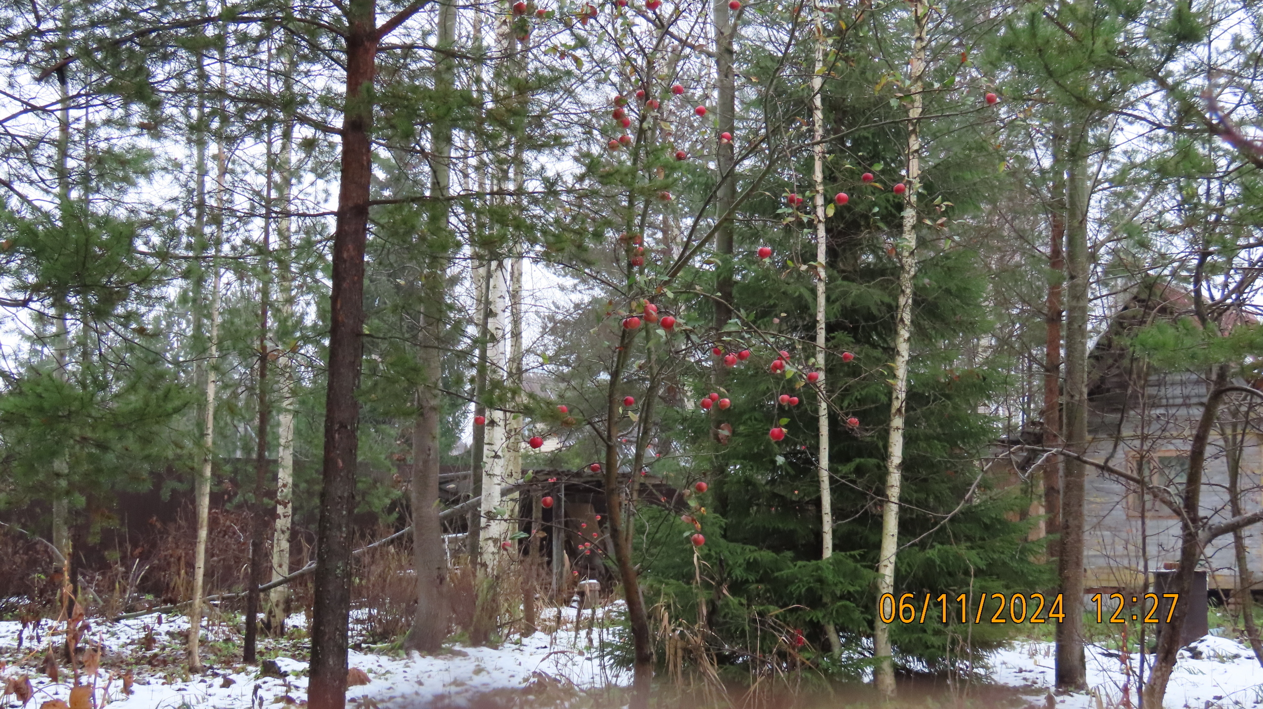 Праведный садовод из Вологды. Сказка.
