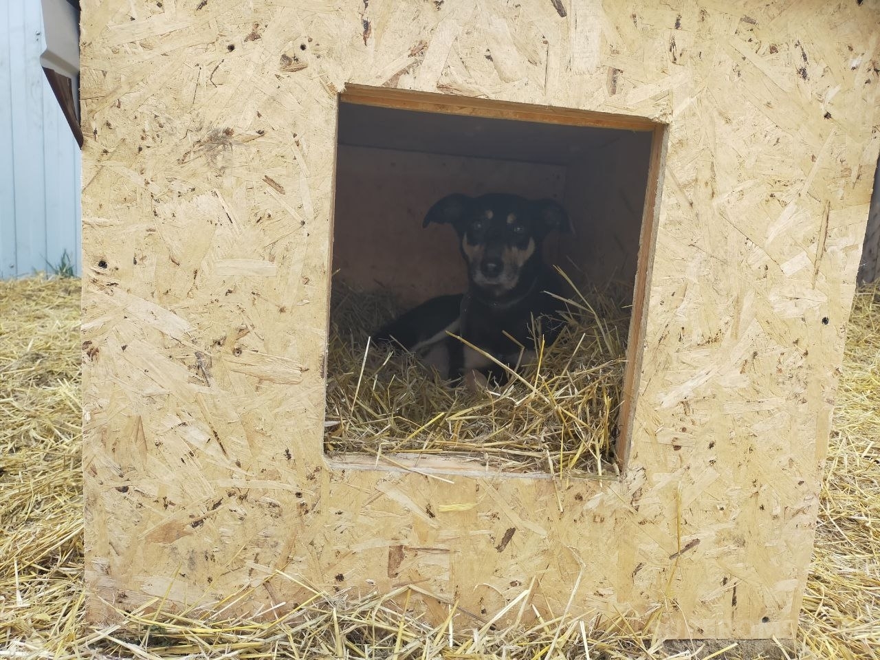 Моральному уроду-вору собачья будка нужнее