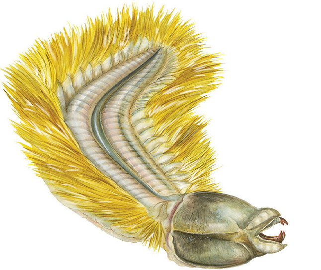 Антарктическая полихета - уникальный глубоководный червь