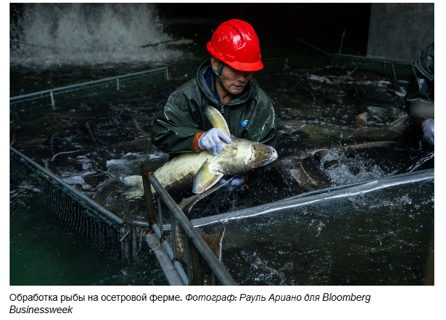 Китайская икра и фуа-гра встряхнули мировую гастрономию