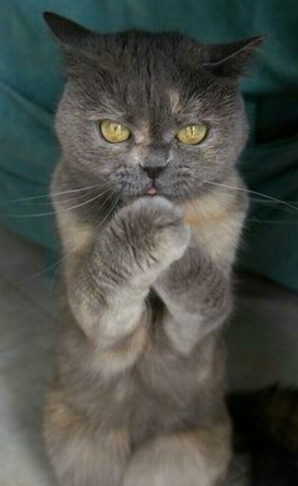 Замечаешь ли ты сходство между животными и людьми?