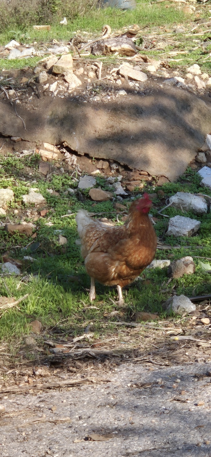 Бююкада или день приключений
