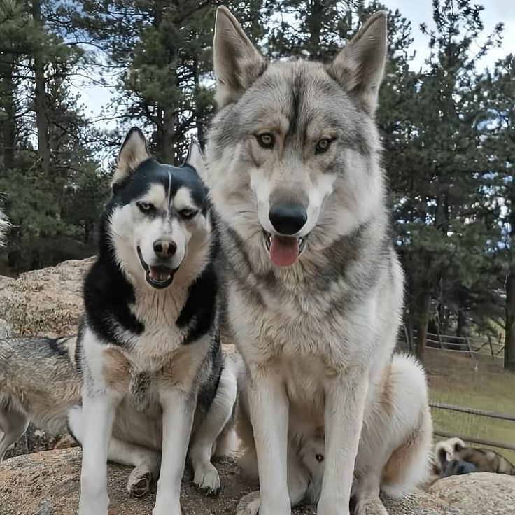 Почему волки не любят собак — и когда они нападают даже без голода