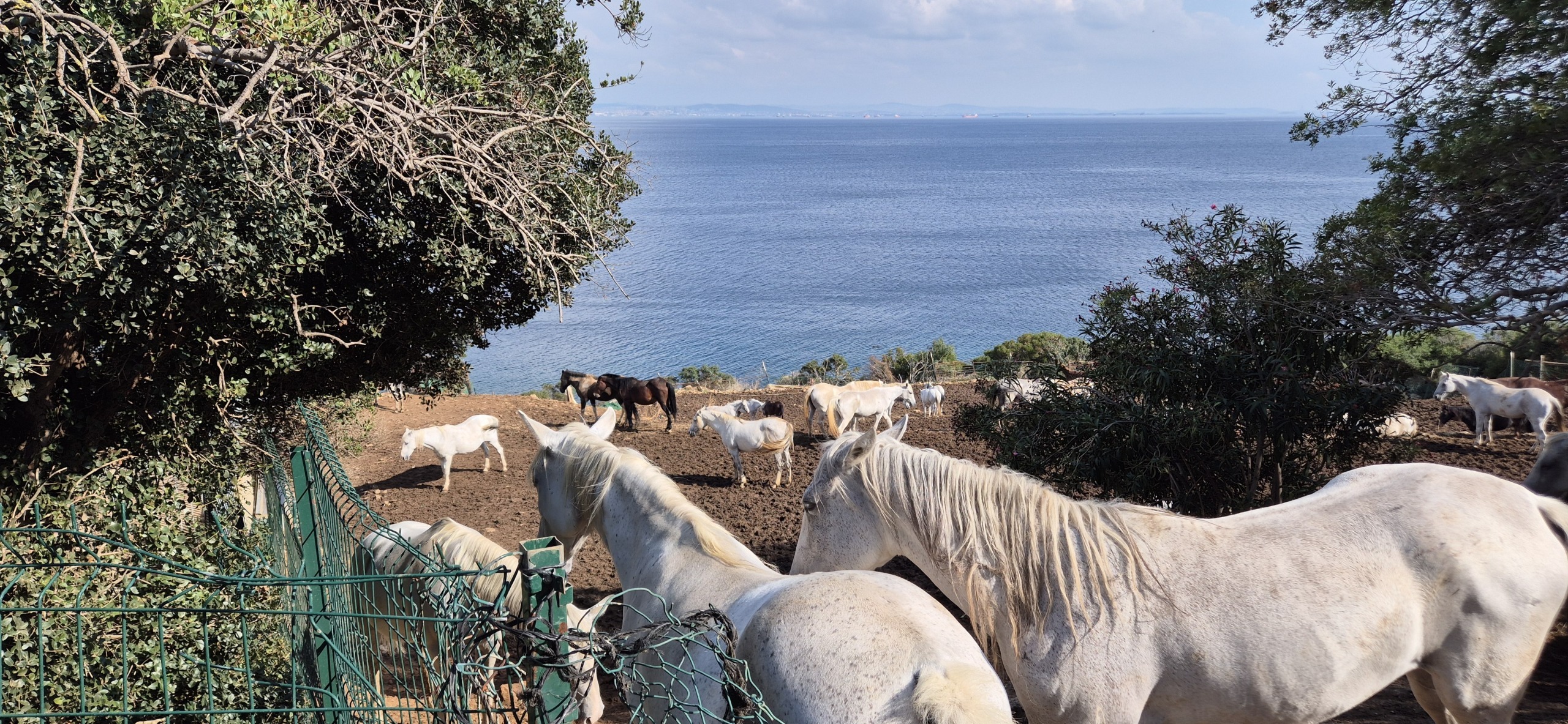 Бююкада или день приключений