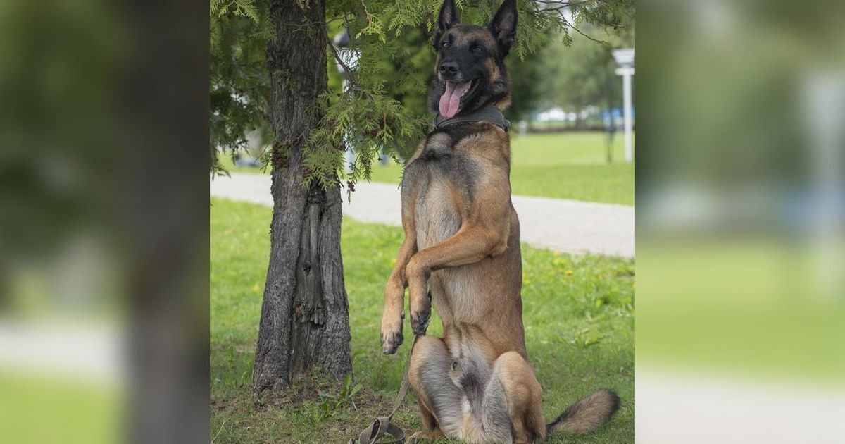 Собака — друг человека.