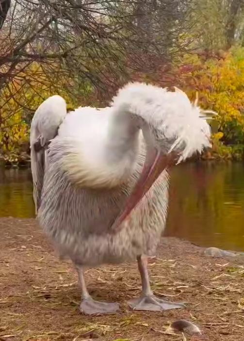 В зоопарке Санкт-Петербурга запечатлен удивительный момент охоты пеликана.