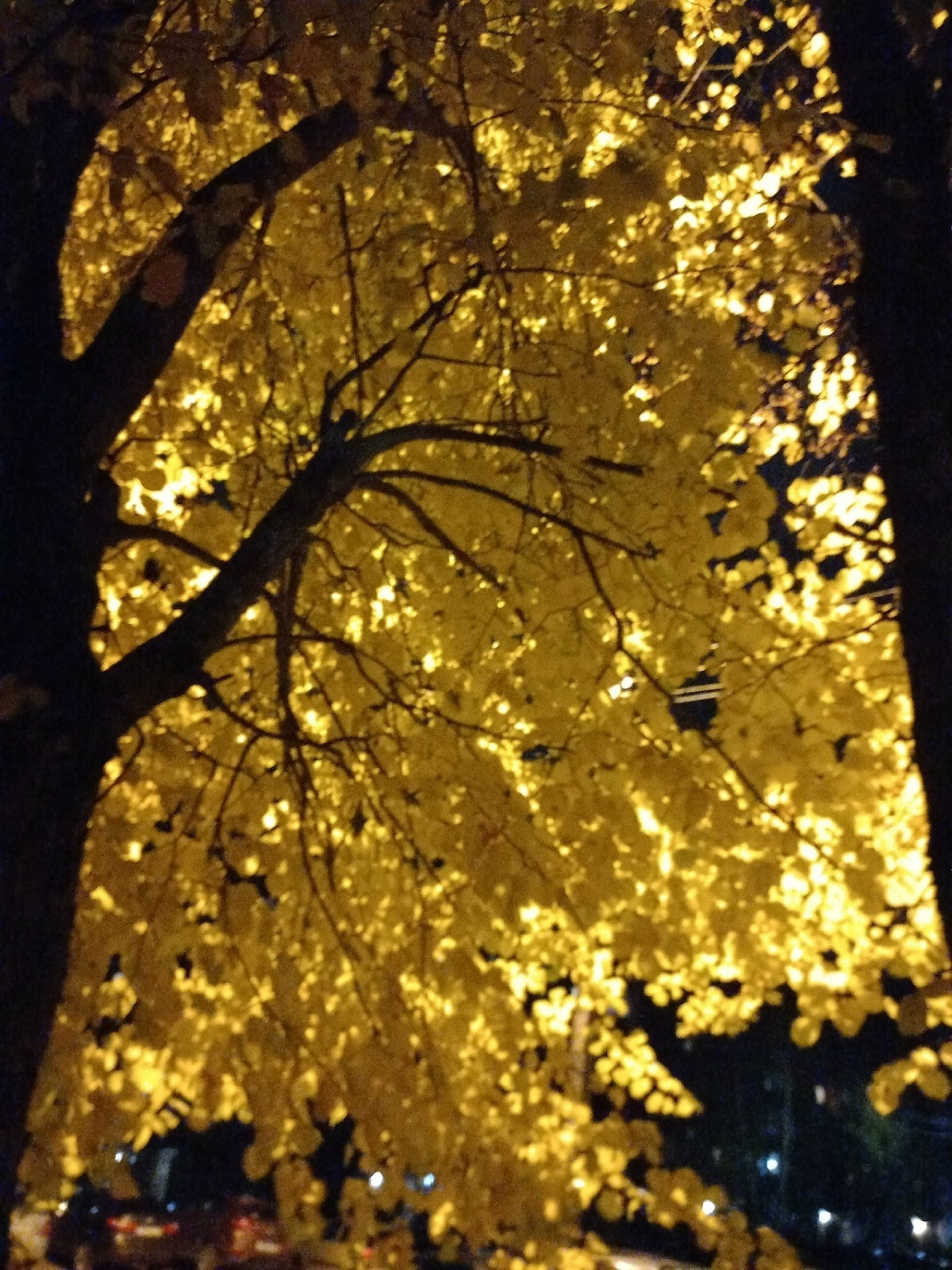 Загорелась липа под моим окном..