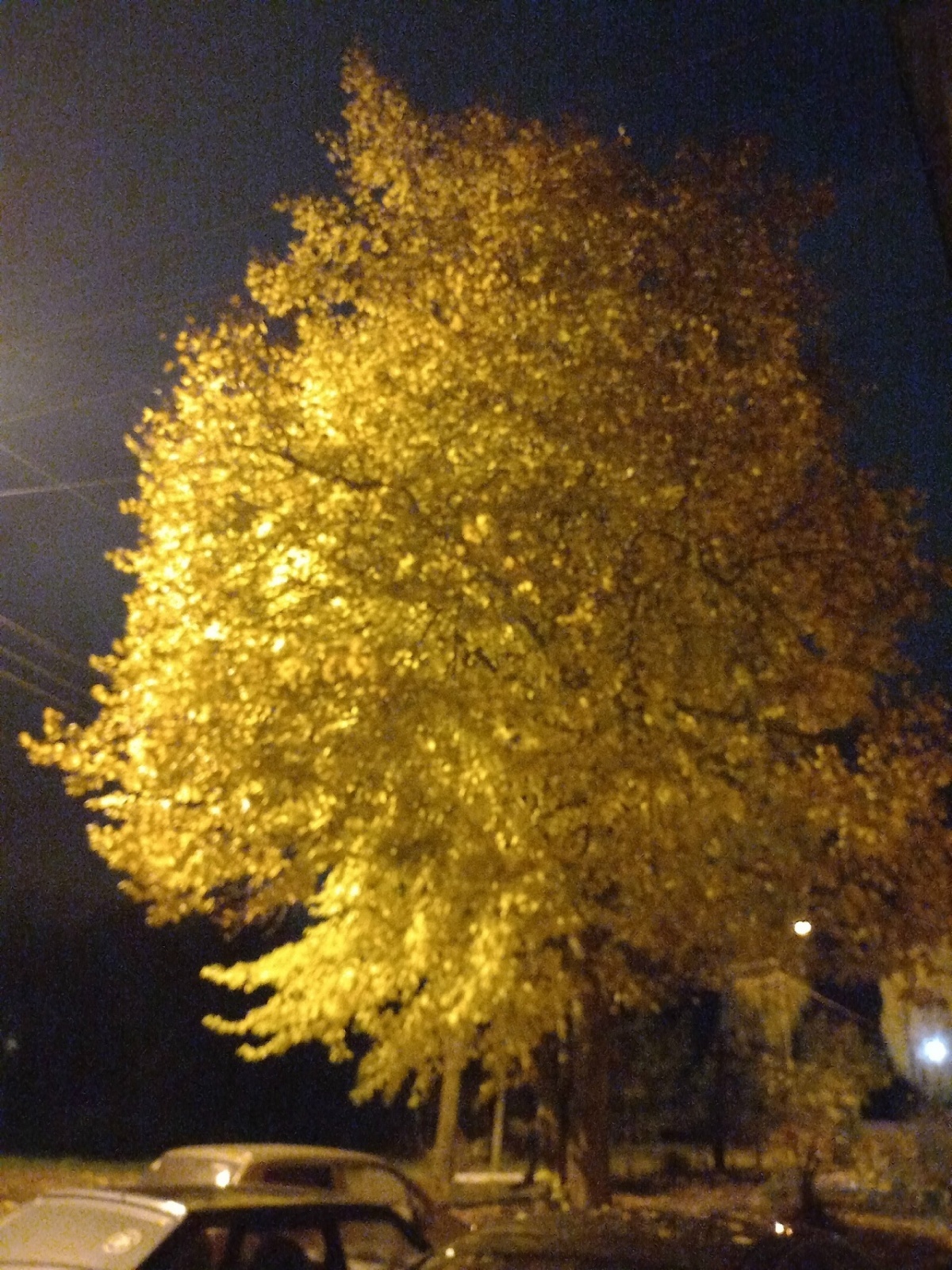 Загорелась липа под моим окном..