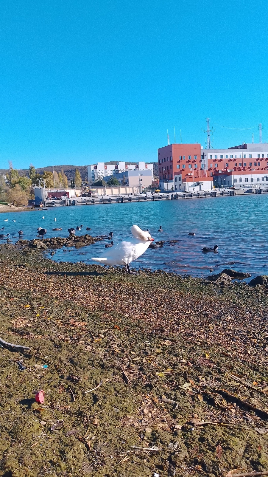 Лебедь в Инкермане