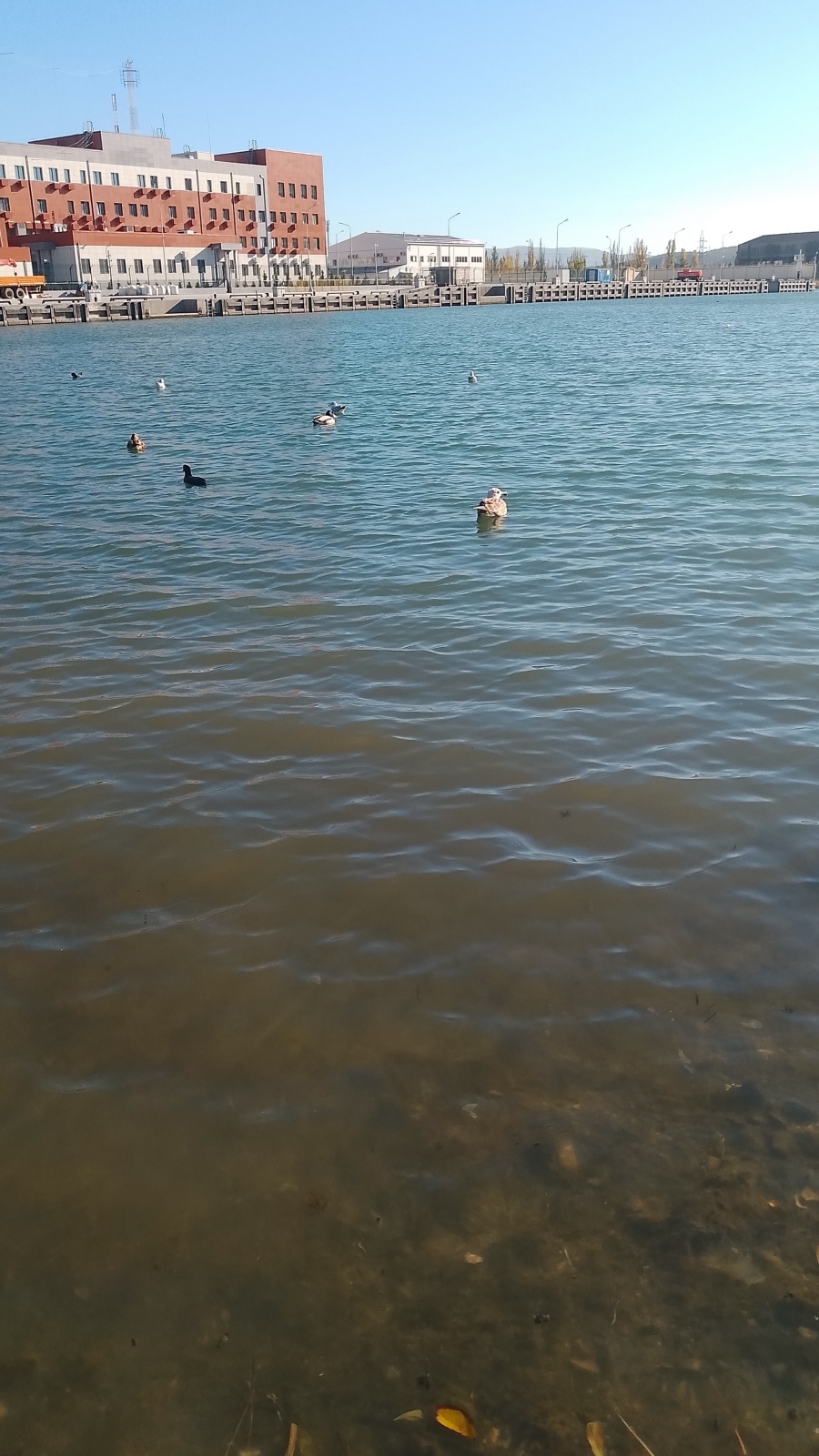 Лебедь в Инкермане