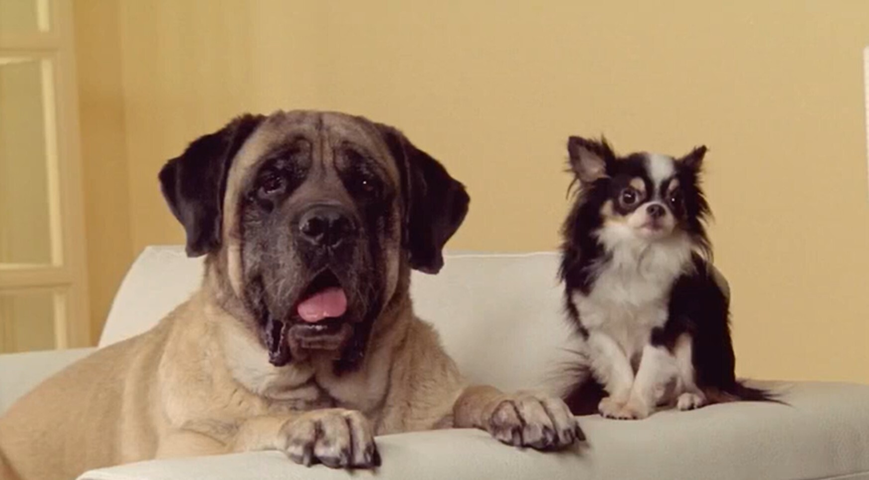 Знай своего щенка! Почему виляние хвоста не всегда означает радость