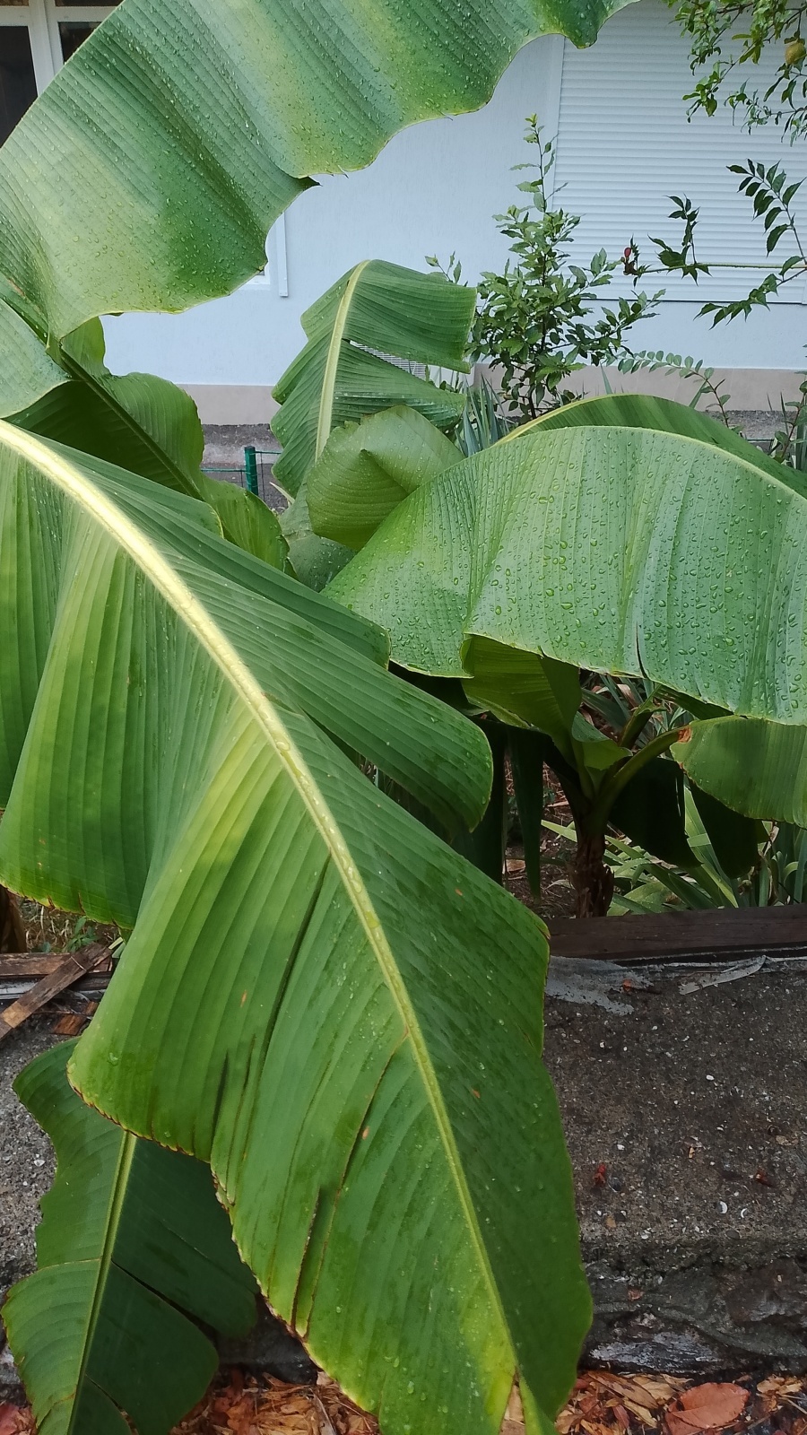 Ялтинский душ