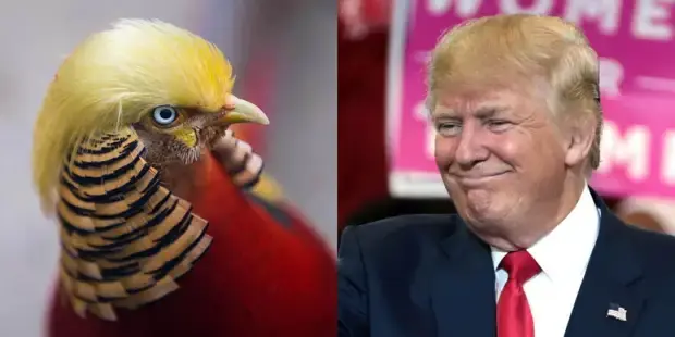 Трамп и облом в Венесуэле