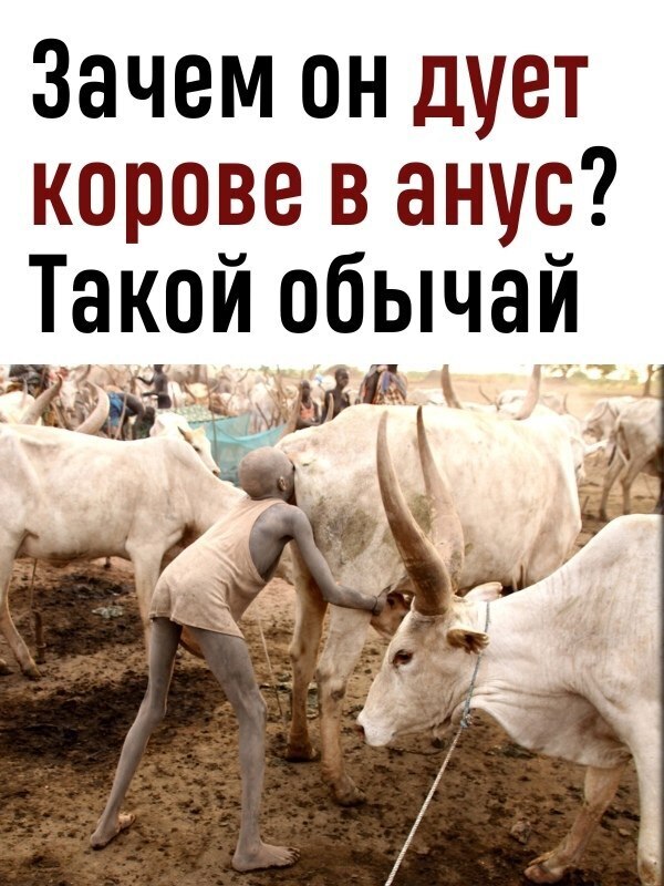 Практика надувания коровы ртом через анус