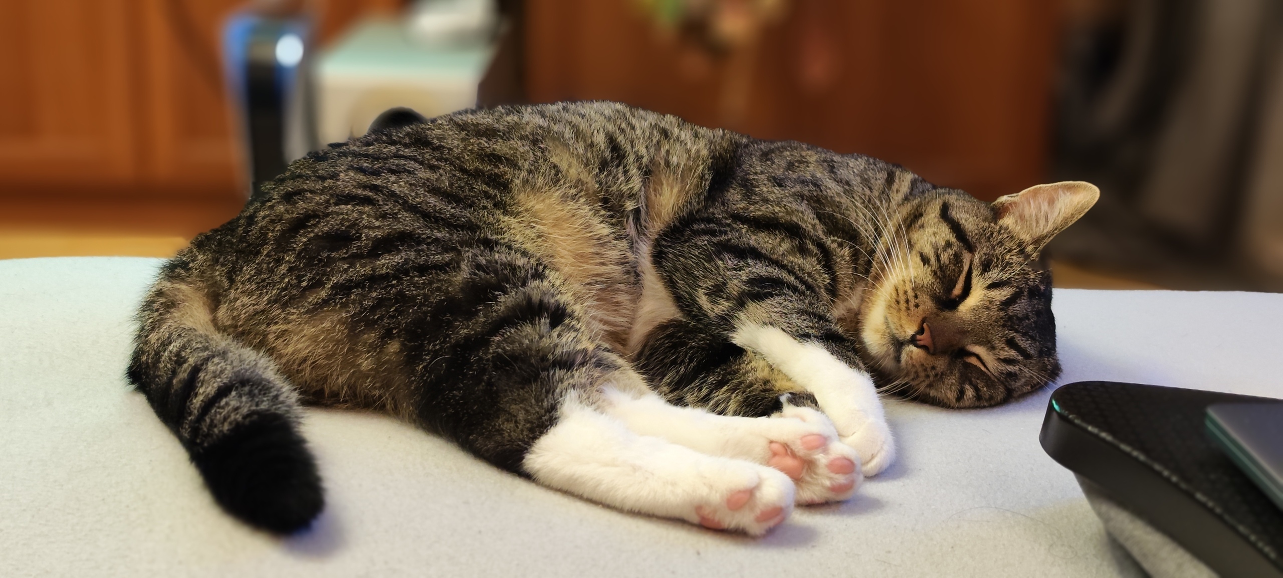 Любовь за деньги: кто выгоднее кошка или собака?