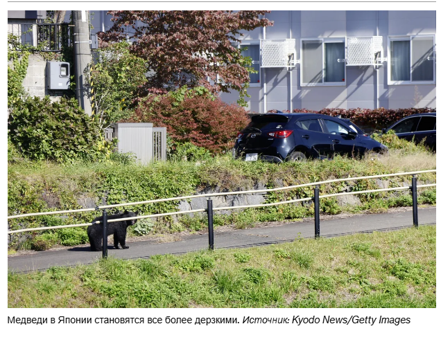 Городские медведи приносят в Японию мех и ненависть