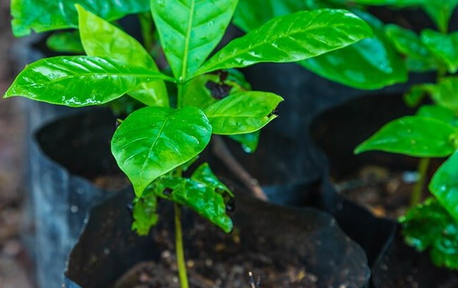 Возбудили дело за саженцы?!..