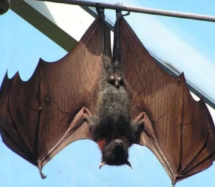 Что делать при встрече с летучей мышью: какие советы дали эксперты