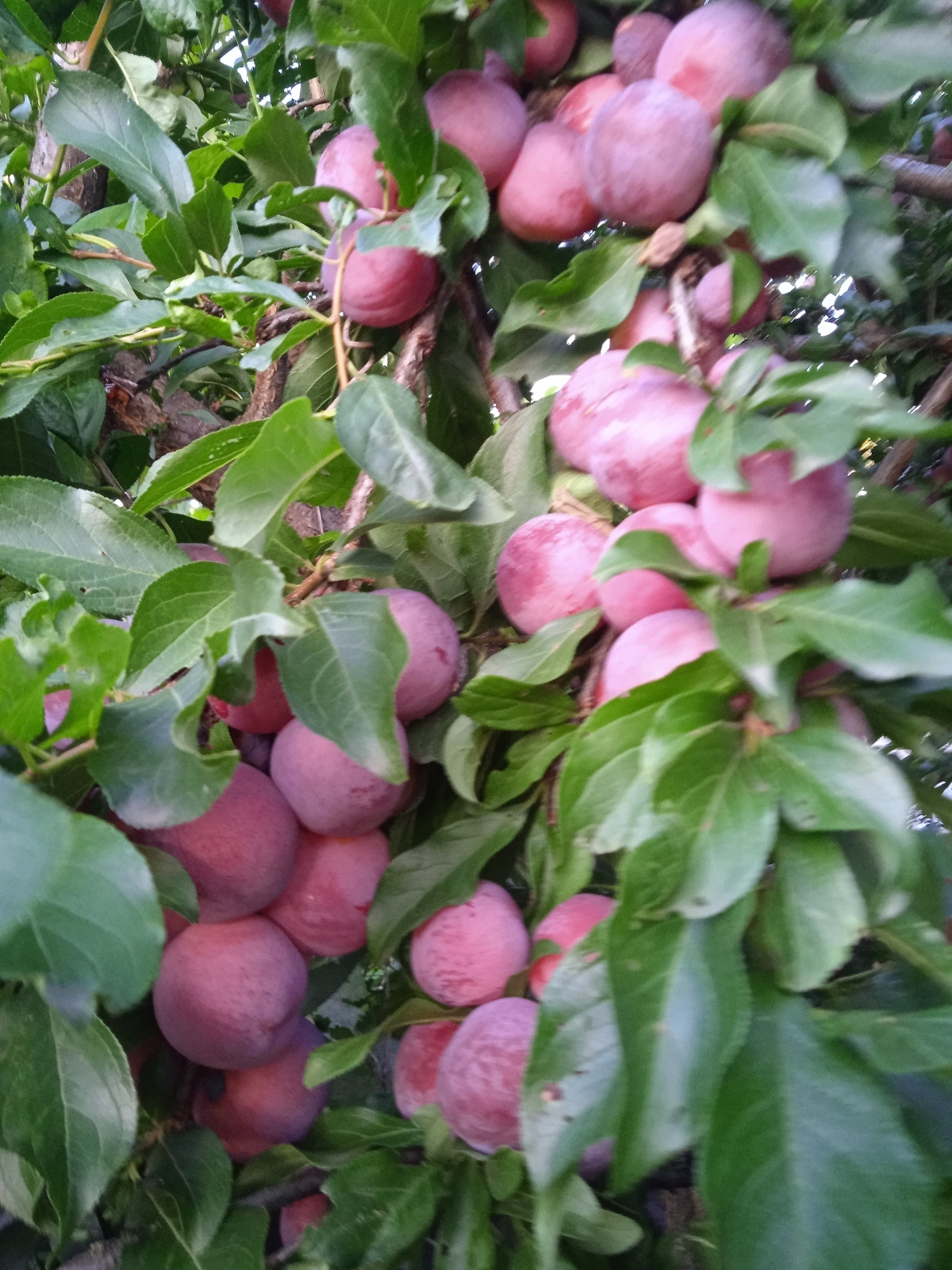 Черрикос,нэши, нектакотум- что за чудо гибриды предлагают питомники и за которыми охотятся опытные садоводы