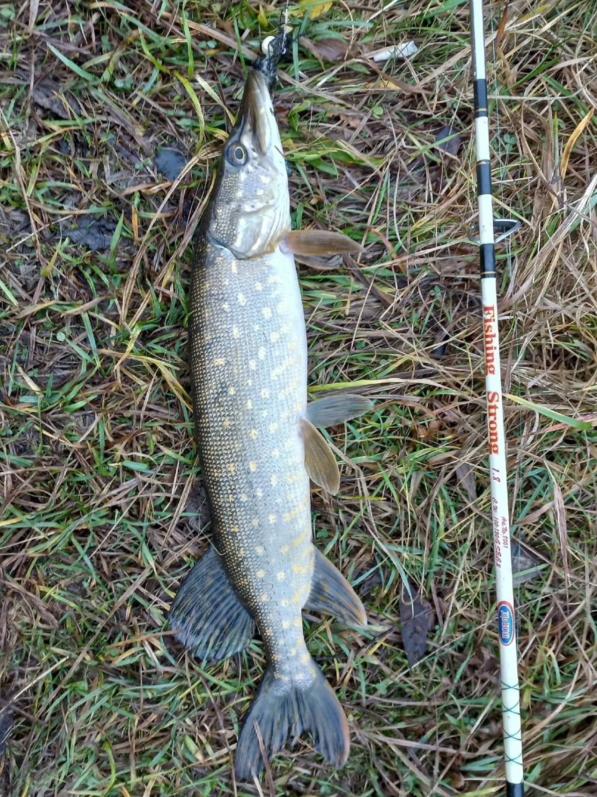 Затянула и меня спиннинговая игра...