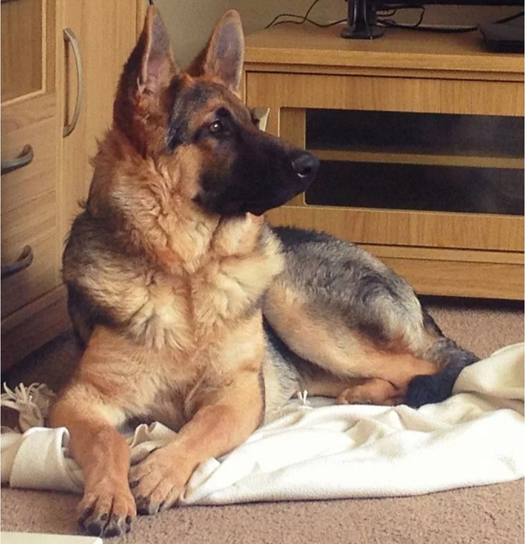 Кот и собака