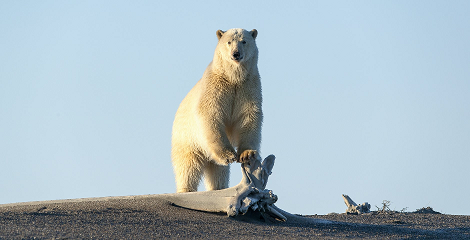 Необычные сведения о белых медведях
