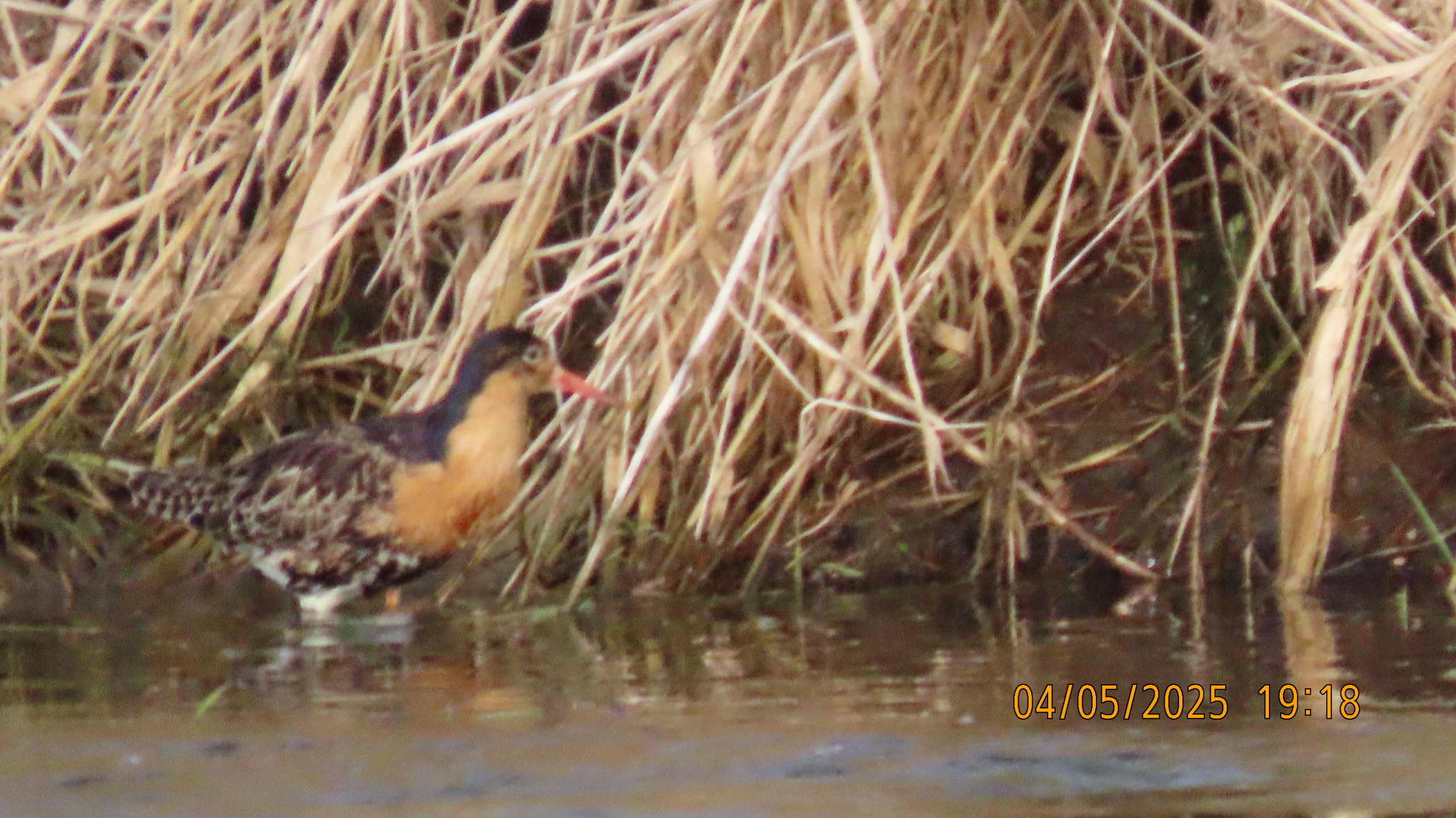 Звёздное сияние Ижоры в Межстоличьи /Статья третья незапланированная /Интермедия.