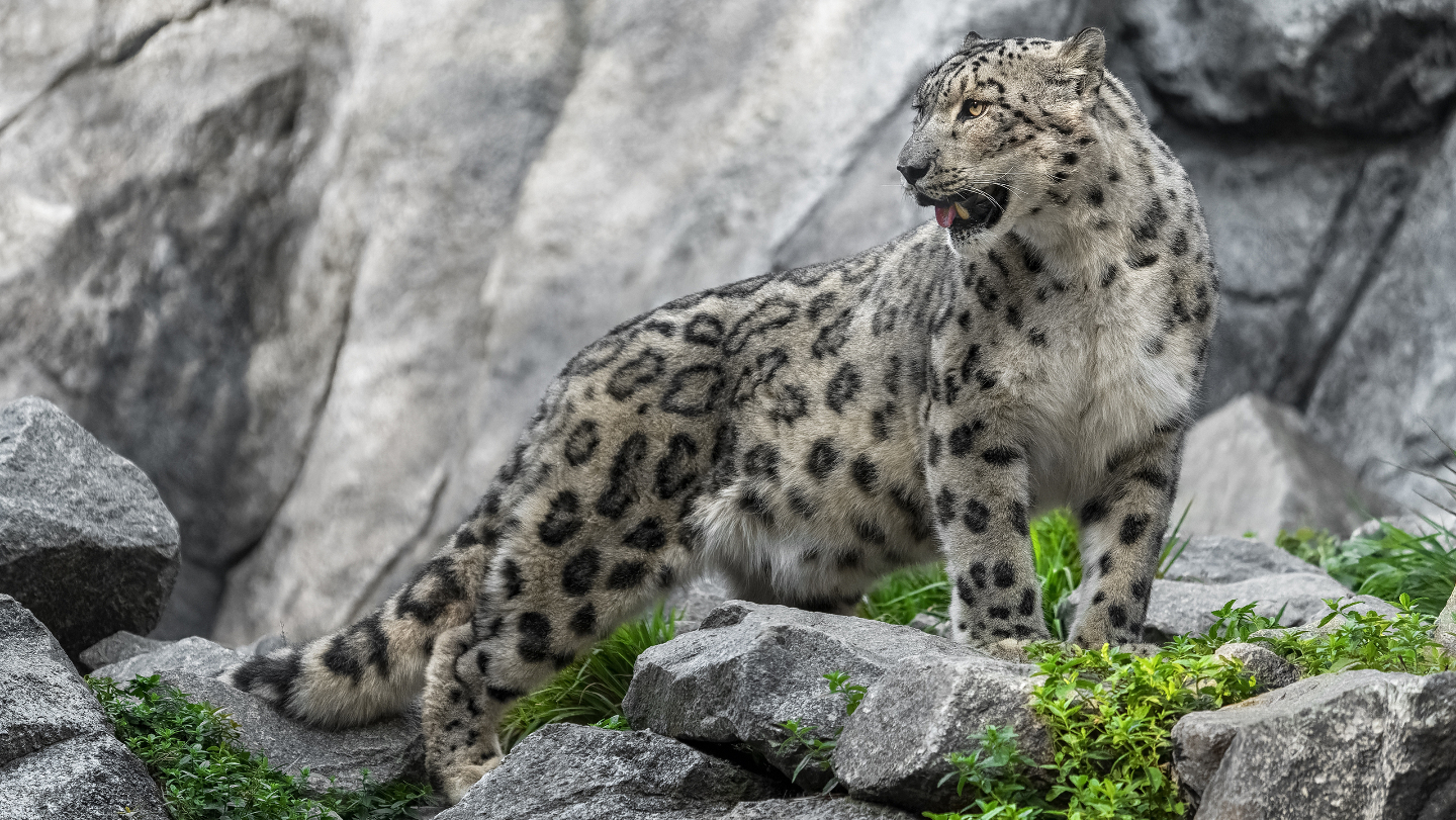 Снежные барсы в Сибири. Почему их становится меньше.
