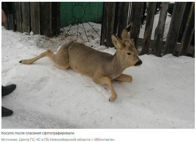 Спасение косули из металлического плена