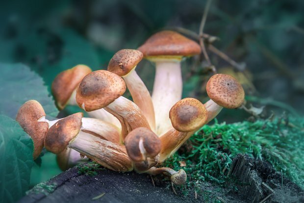 Грибы, советы искусственного интеллекта и человеческая ошибка: почему мы все еще нужны друг другу