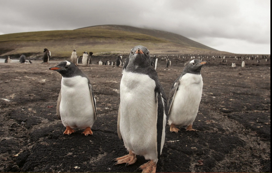 Львы, тигры и медведи могут стать лекарствами по рецепту врача