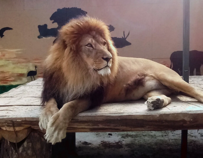 Львы, тигры и медведи могут стать лекарствами по рецепту врача