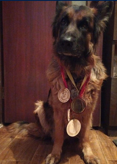 Талантливая четвероногая театральная актриса