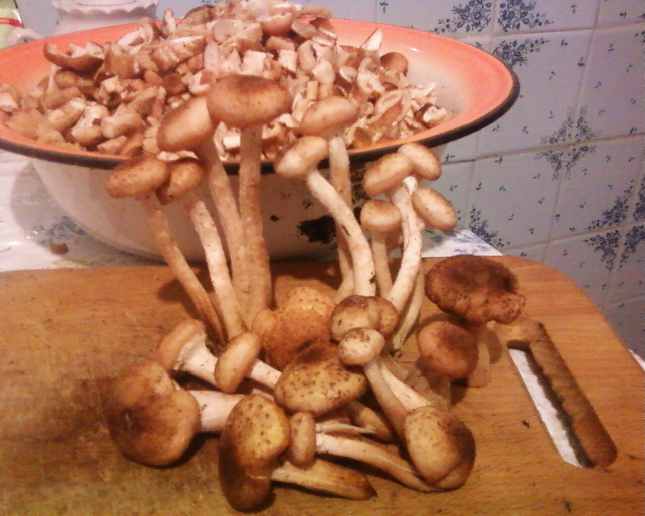 Зима – самое время для грибов!