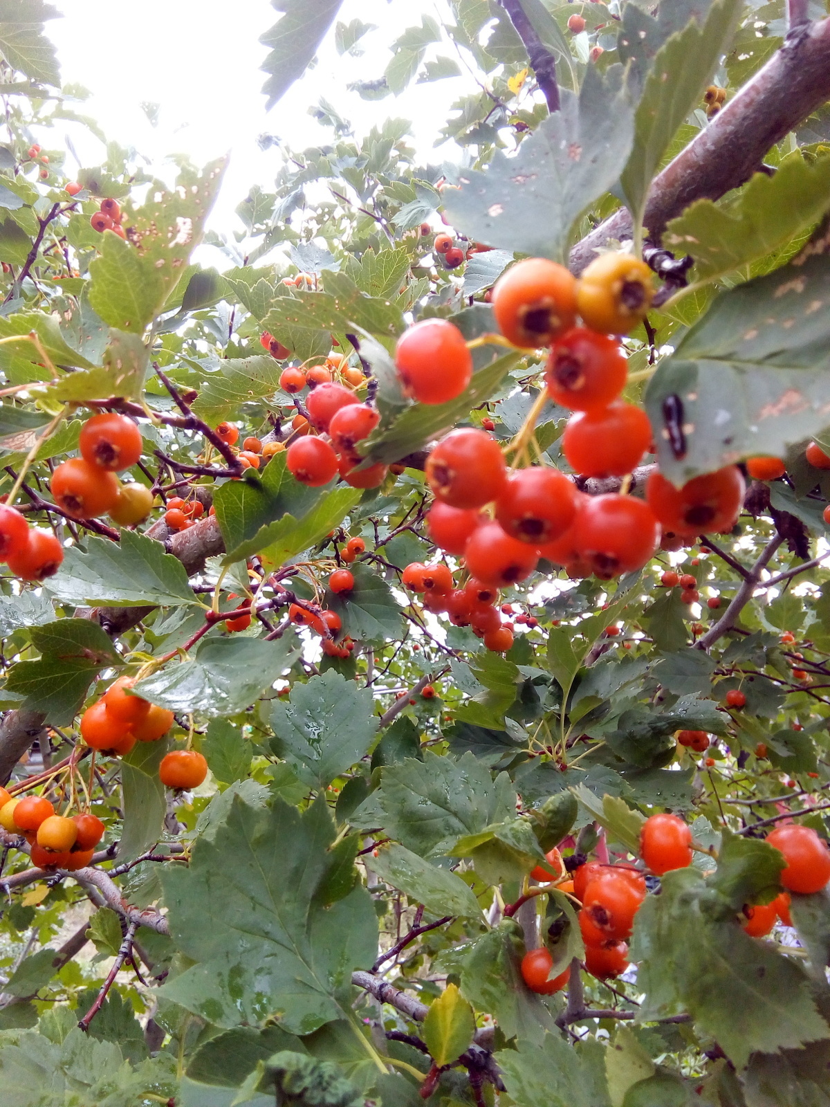 Загорелась посадить абрикосы .