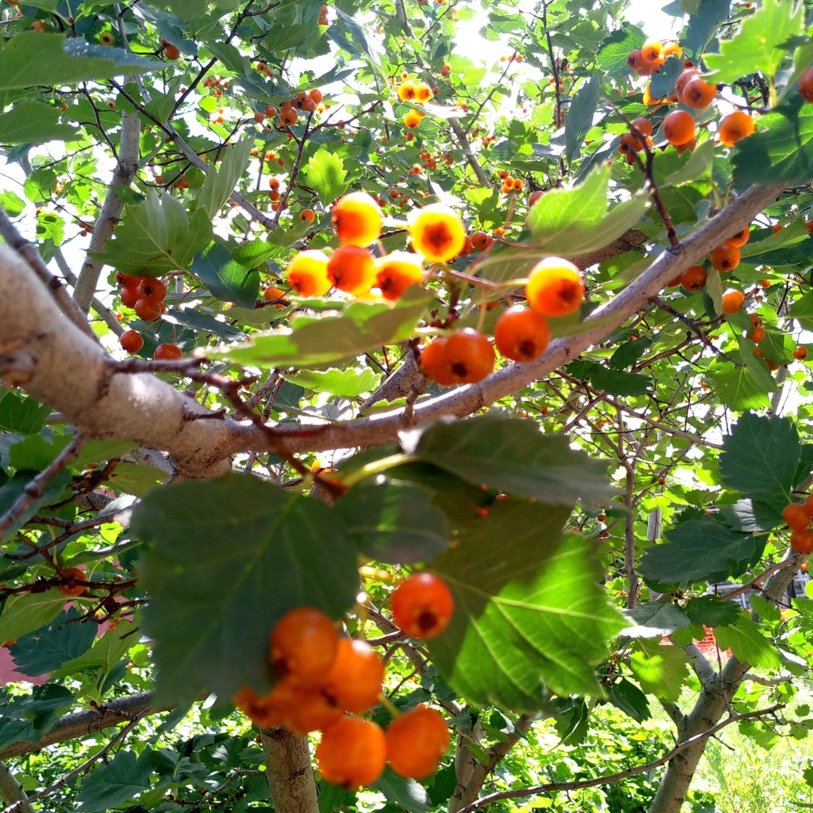 Загорелась посадить абрикосы .