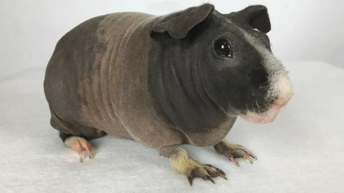 Гипоаллергенные домашние питомцы: забавные экзотические виды для аллергиков