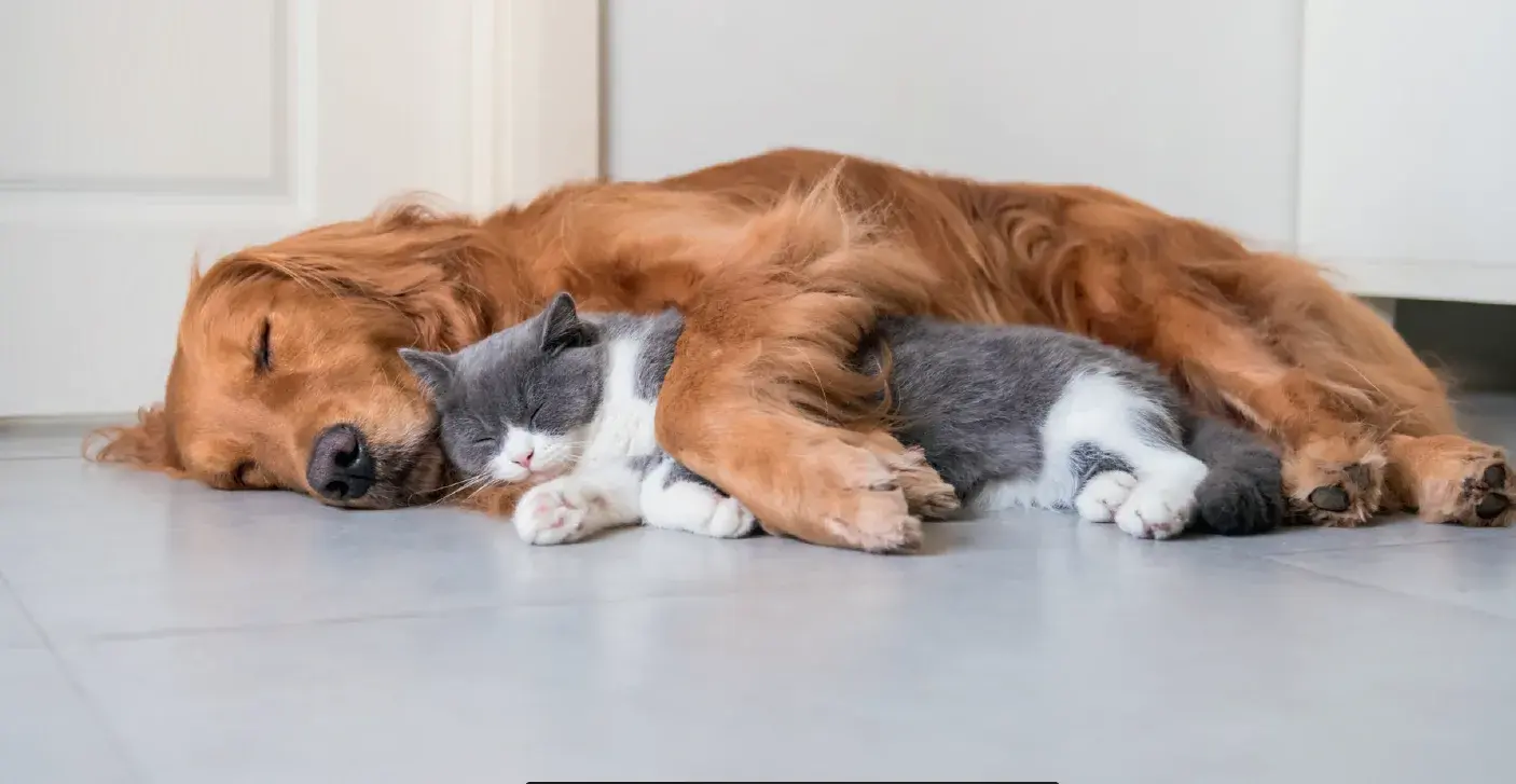 Совместимость животных в доме: как познакомить собаку и кота без стресса