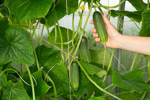 Снова дорожают овощи: как простое овощное ассорти стало роскошью нового времени