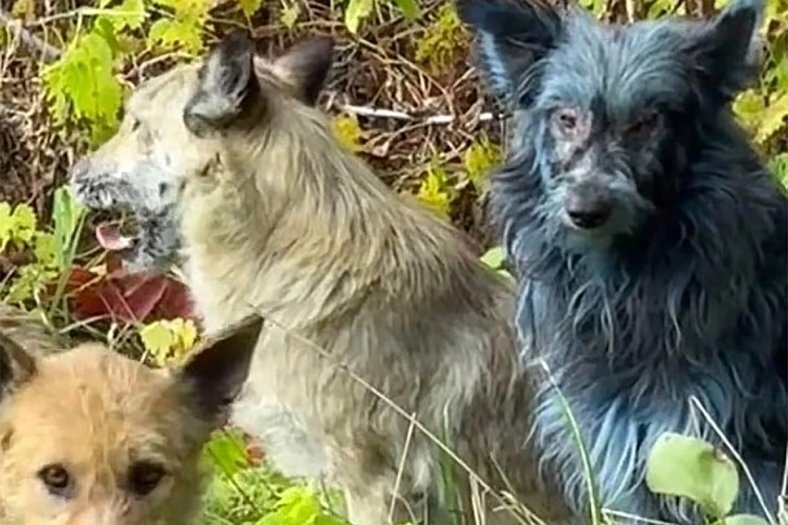 В Чернобыле найдены синие собаки.