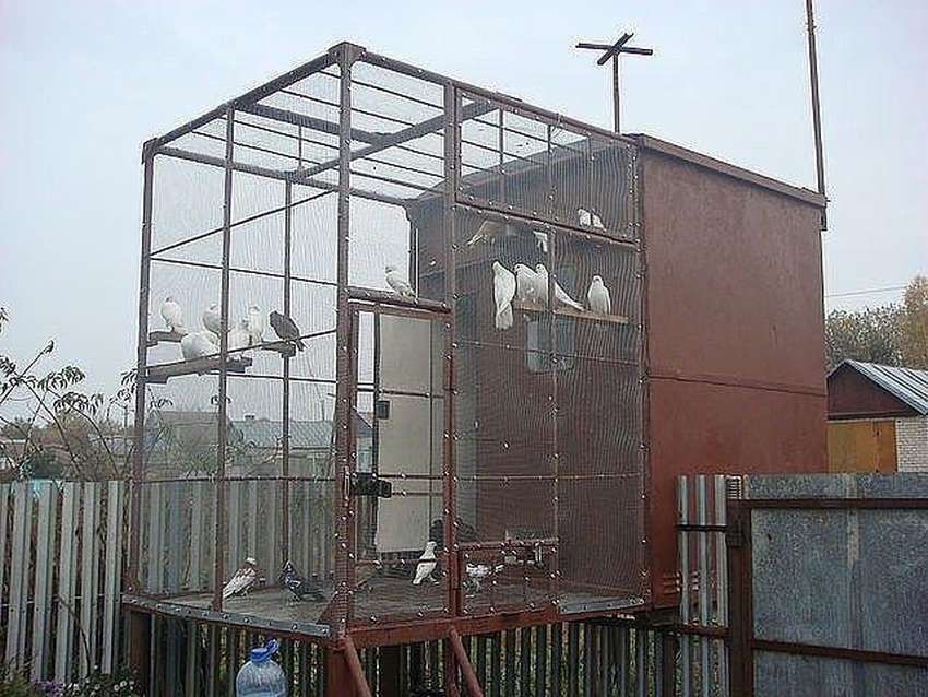 Голубиная почта и антенны: Минцифры хочет вернуть антенны на крыши